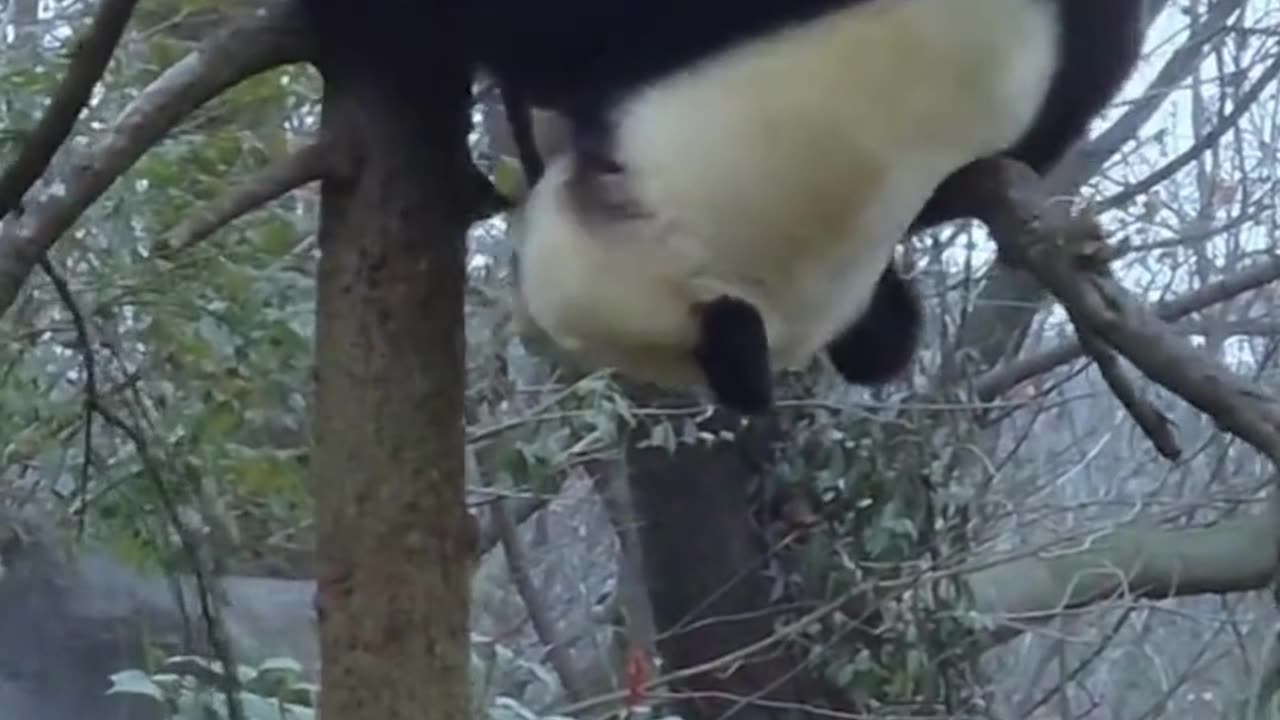 Playful kung fu panda