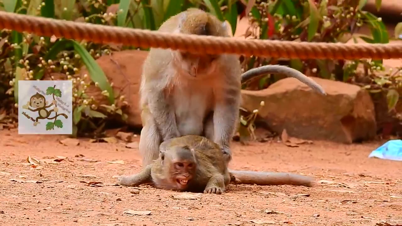 Super Mating fighting to request mating