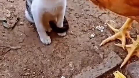 Cat vs Chicken- Watch What Happens Next