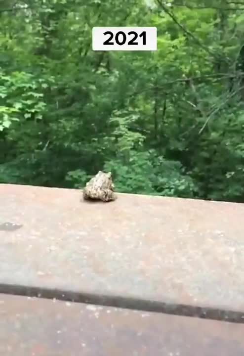 Animal funny transformation