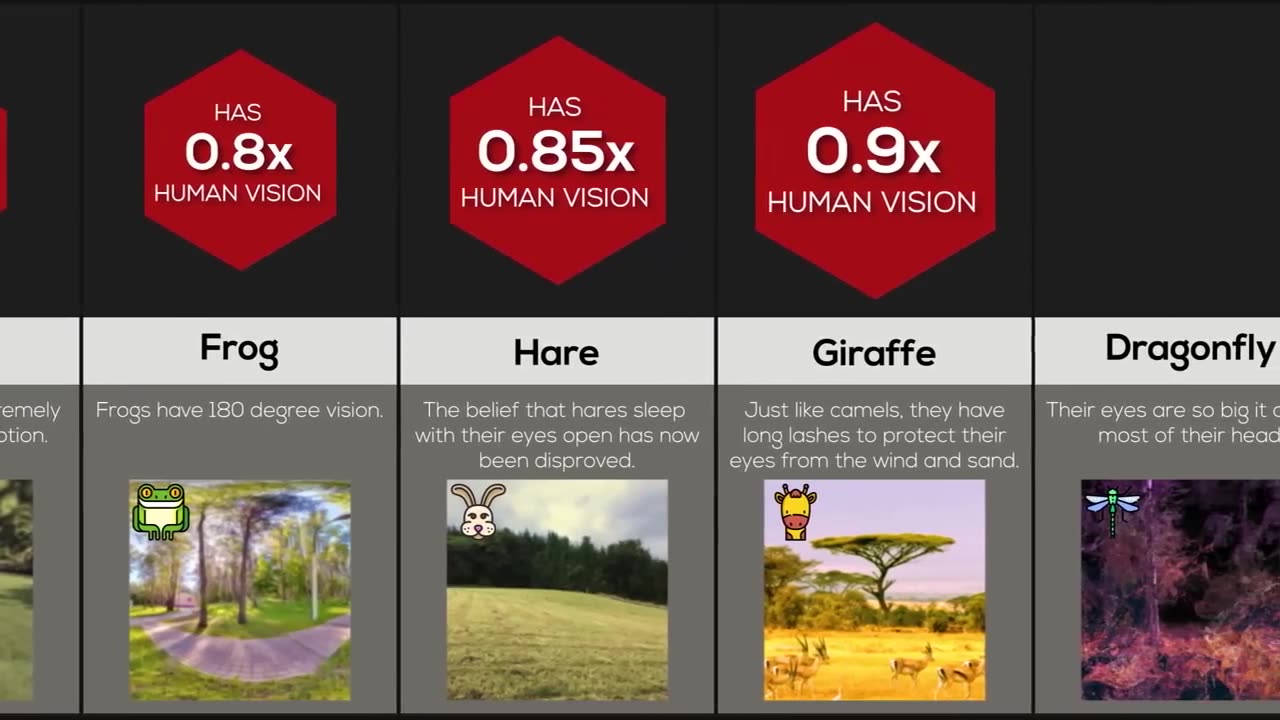 How Animals See the World? | Comparison World