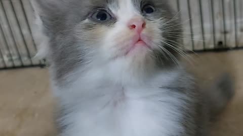 Cute kitten needs help cat videos