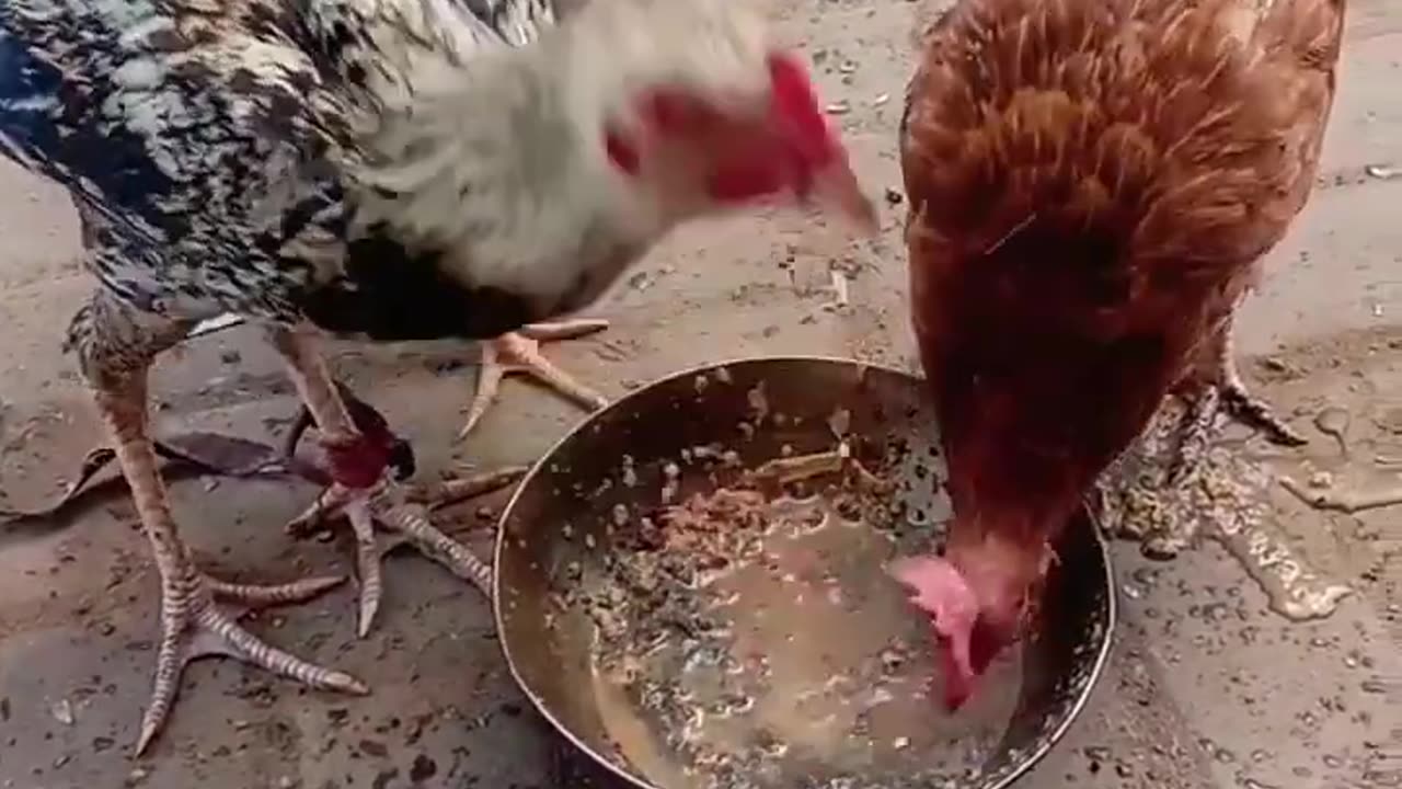 eating breakfast _short(720P_HD)