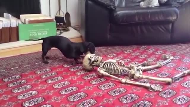 😹Funny Halloween Dogs, Cats and Animals Videos 🤩 Best Of The Best Halloween Compilation!