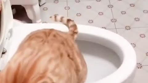 Funny Animal - Funny Cats Funny Animal Video