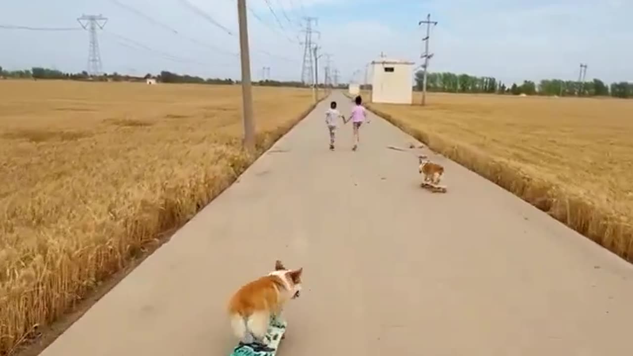 Skating puppies