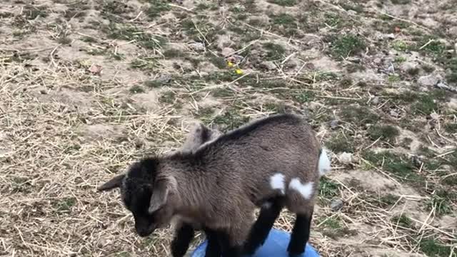 Just a few baby goats playing King of the Hill