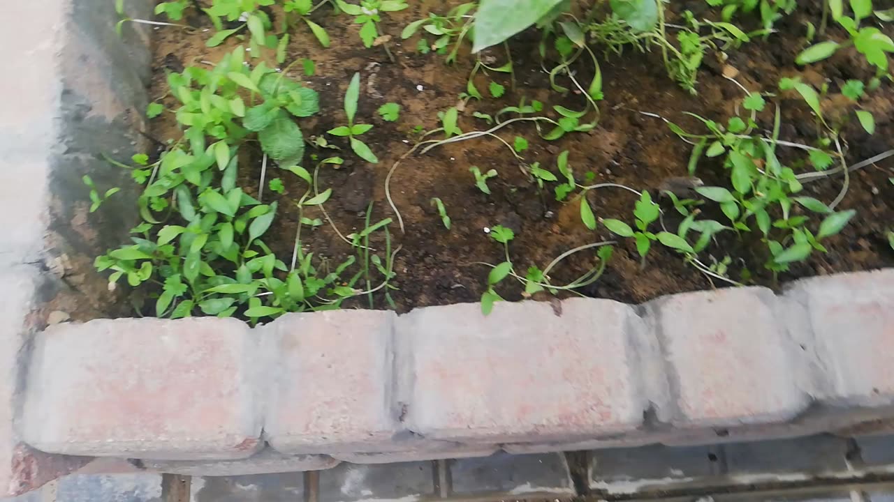 Coriander grown indoors (after 2 week result)