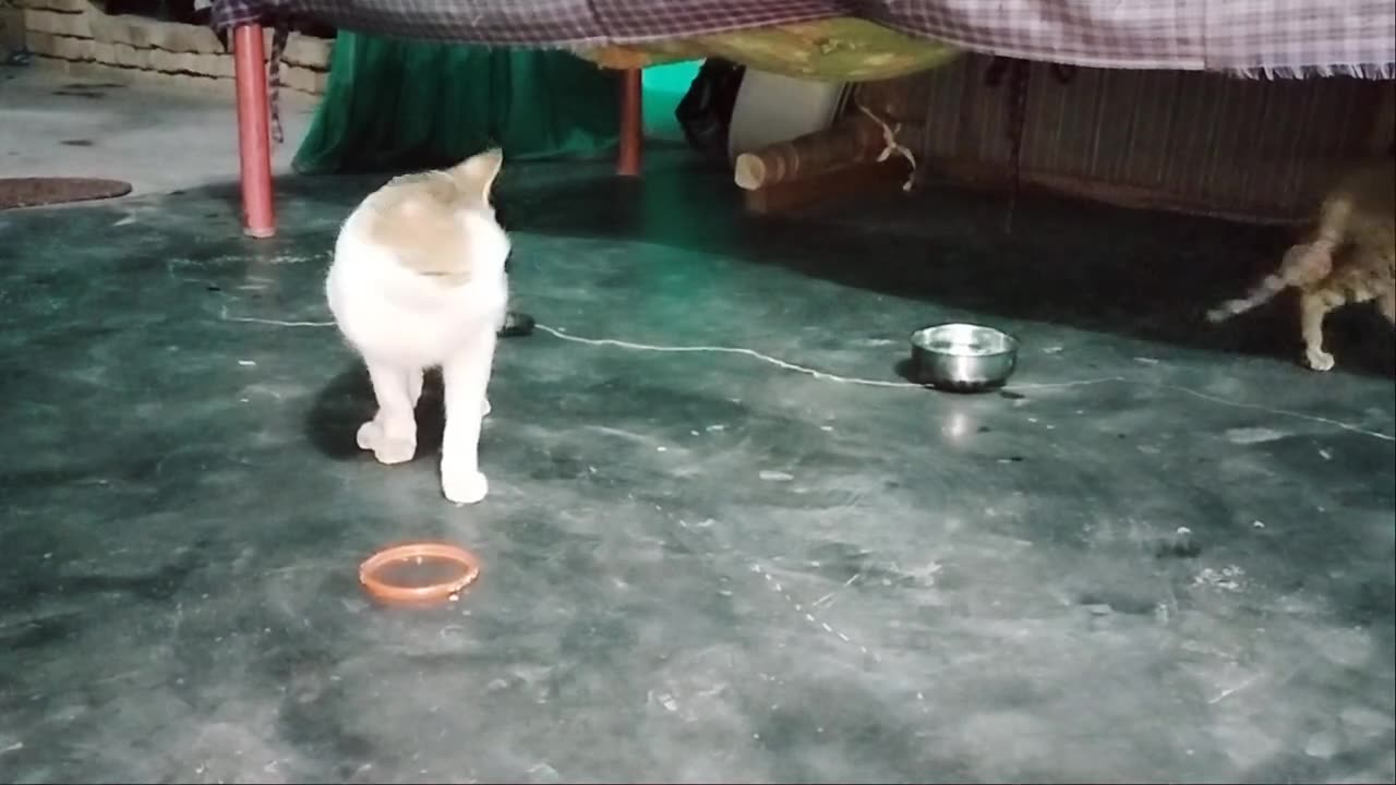 Cute Cats playing with toy