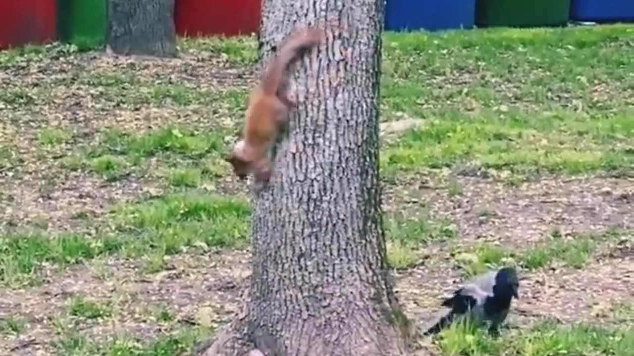 birds chase squirrels on trees