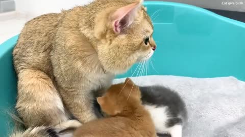 Dad cat takes care of his daughter like the best nanny and mom cat is gone