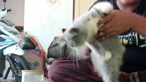 Kucing baik, si cio