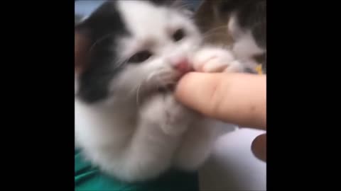 Cutest little kitty..😻