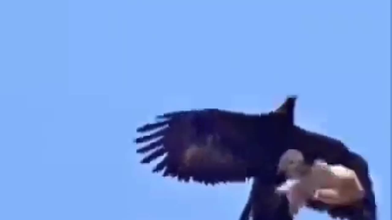 The majesty of an eagle