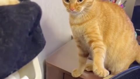 Cat fight.