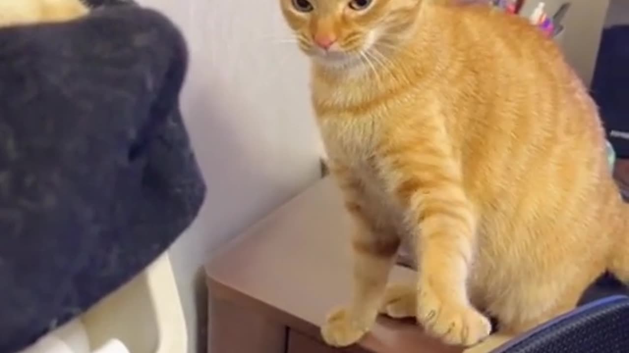 Cat fight.