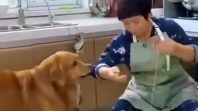 Funny dog videos 2021 #4