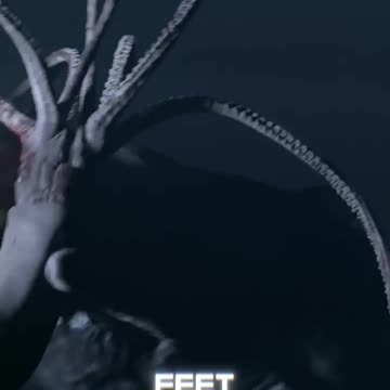 Sperm Whale found eating a Giant Squid- Here’s what happened right before.😳🐋