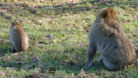 mom helps the little monkey ate