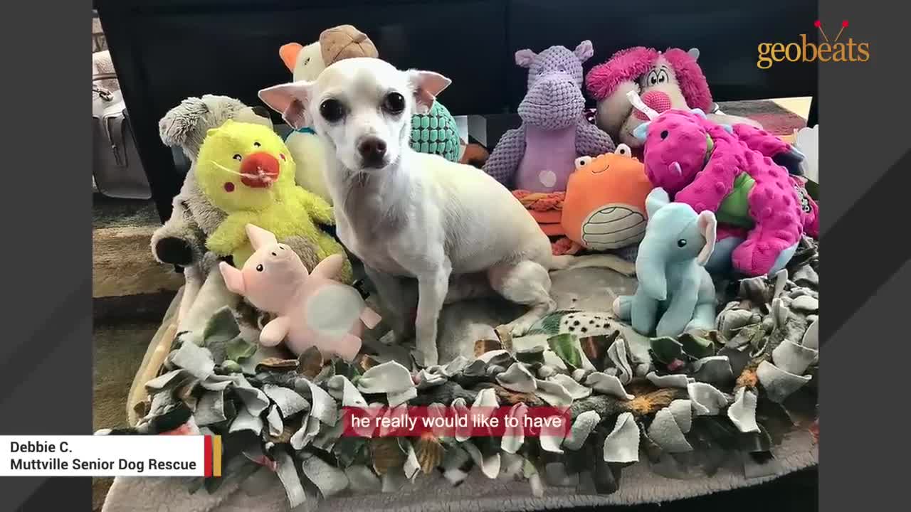 100-year-old woman adopts a senior dog. Now they are inseparable.