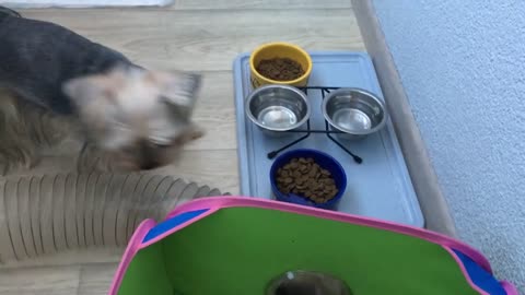 Yorkie always loves to play with ferret best friends