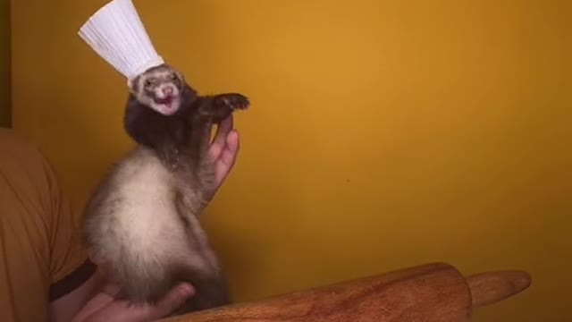 Dancing and cooking at the same time, things from chef ferret 👅👨‍🍳