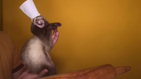 Dancing and cooking at the same time, things from chef ferret 👅👨‍🍳