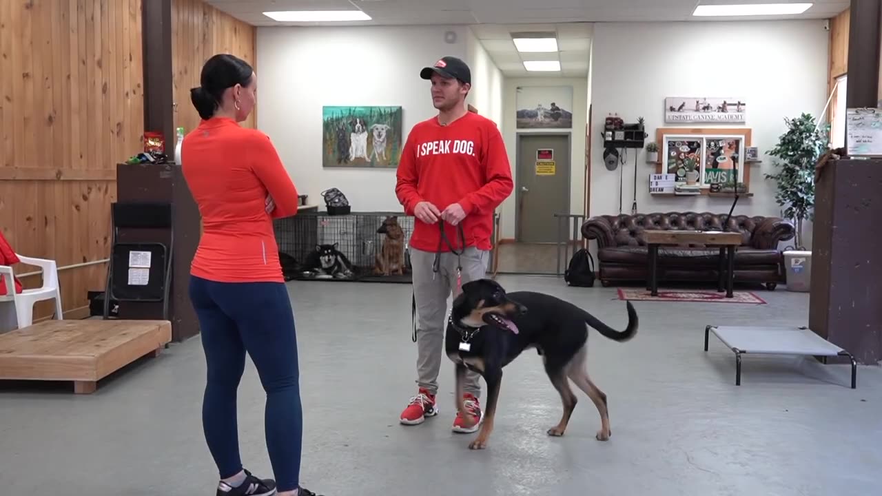 Having trouble with your dog watch this dog training tips and tricks video