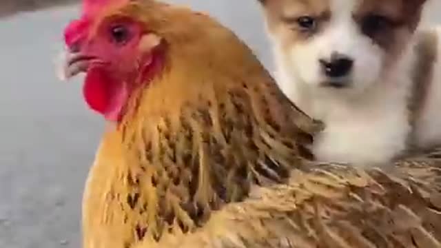 dog Funny video