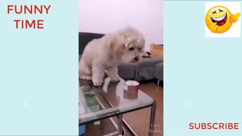 You will laugh at all the DOGS Funny DOG Videos FUNNY VIDEO