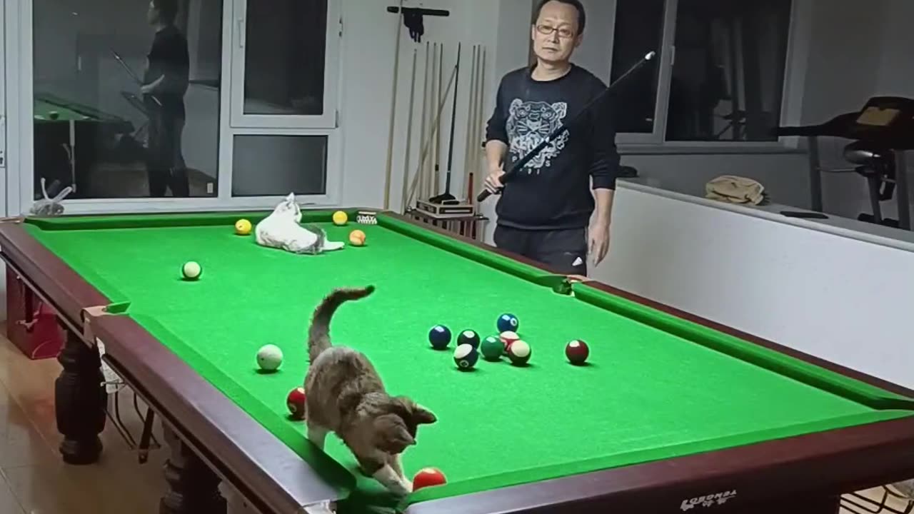 Snooker with Cats - A Meow-nificent Fusion of Feline Fun and Cue Ball Action! 🐱🎱