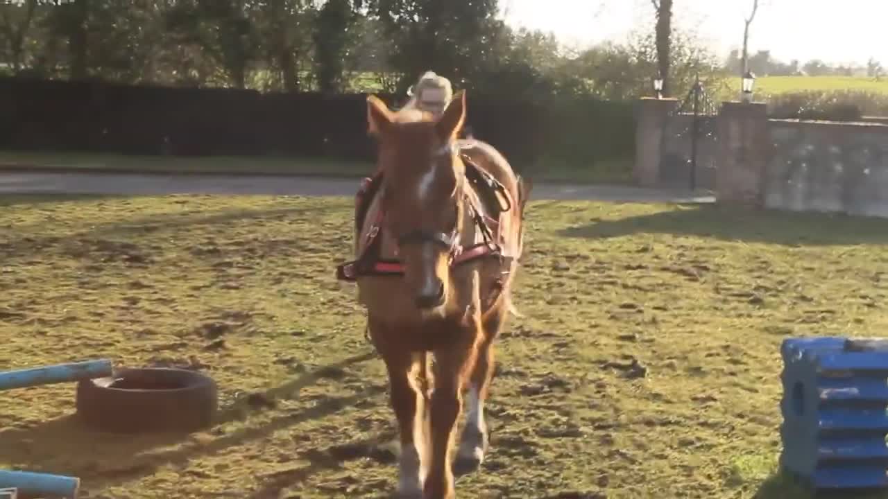 Training Horse To Pull A Cart!!