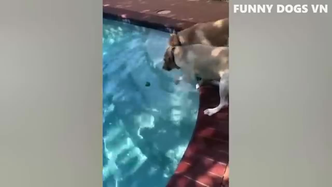 Best Funniest Dog