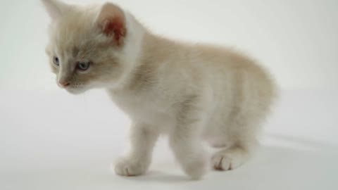 Adorable Kittens on White background Isolated