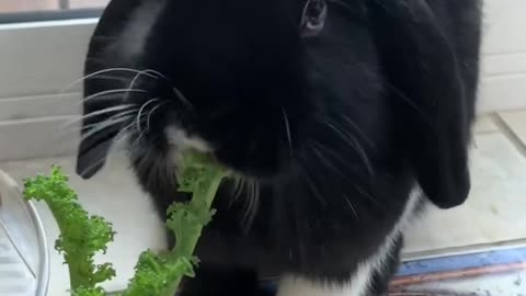 Cute Rabbit