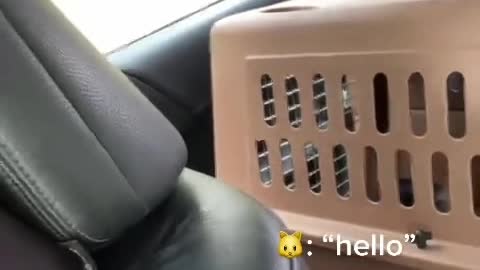 'Talking' Cat Doesn't Want to Go to the Vet