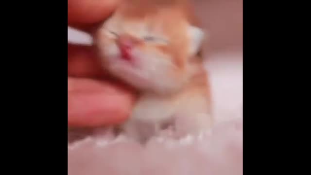 Baby Cats - Funny and Cute Cats And Kittens Videos Compilation 2022