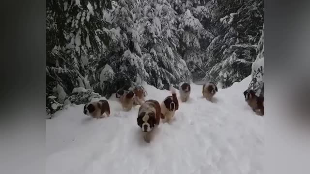 Dogs running through the cold snow