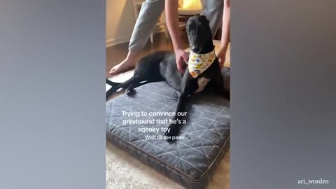 Funniest Dogs and Human Video 2023