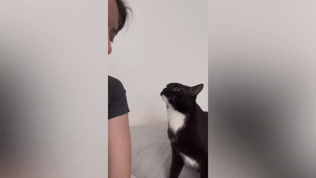 Best Funny Animal Videos Of The 2023 π€£ - Funniest Cats And Dogs Videos πΊπ (74)