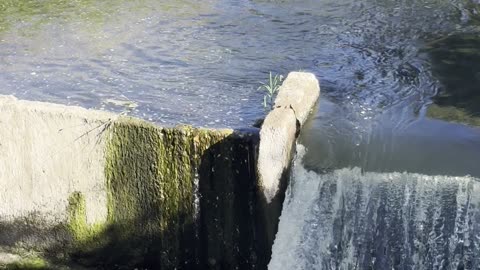 Tumwater Falls in Olympia, Washington