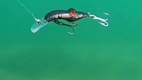 This is a beautiful and charming water-dwelling species