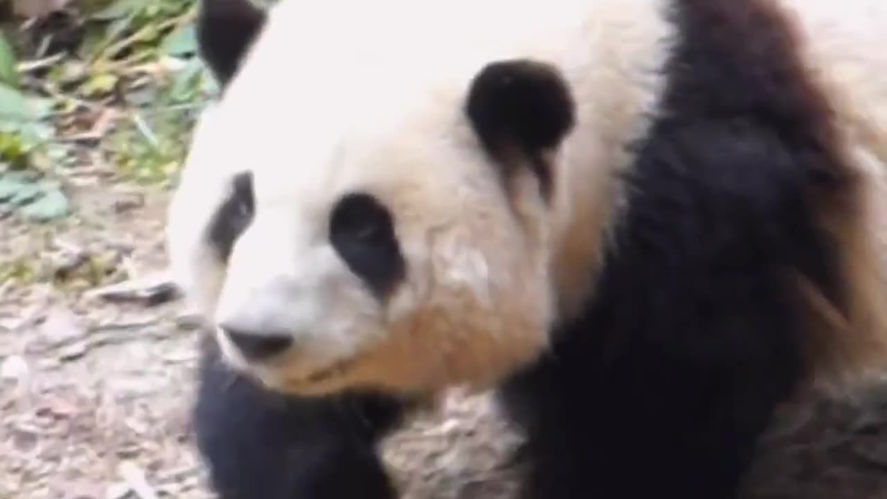 Grandpa Tan looked at Hua Hua and smiled too happily