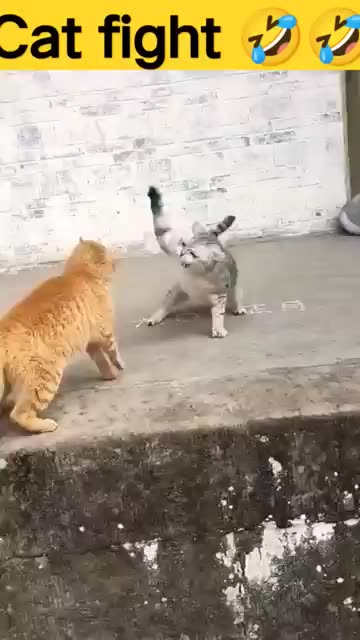 Cat fight 👑 😍 🐱💥🐱🎇#animals #funnyvideo #shorts #watch