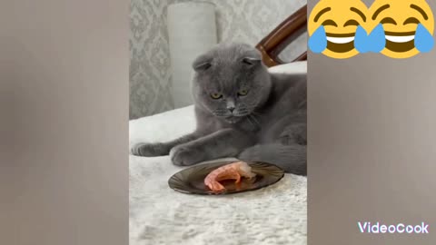 Funny and tasty reaction of the cat to the food he doesn't like😂