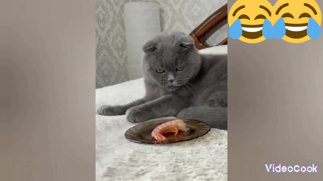 Funny and tasty reaction of the cat to the food he doesn't like😂