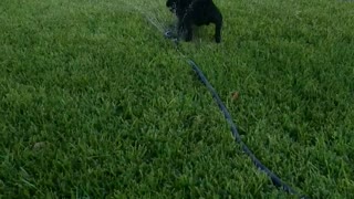 French Bulldog Maximus from Texas staying cool in this Texas heat