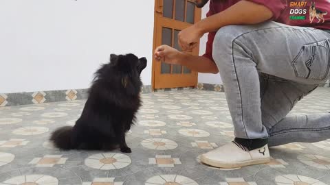 Best 5 Tricks for Dog Training at Home