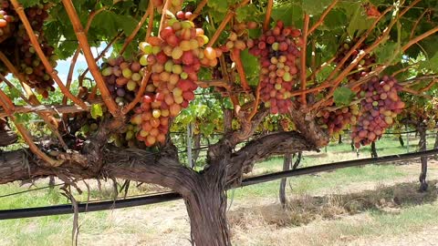 Grapes Farm
