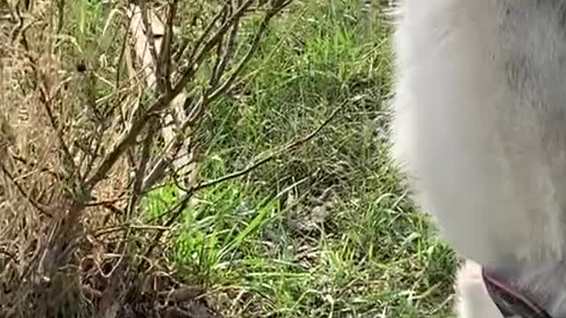 Husky Does Handstands on Walk